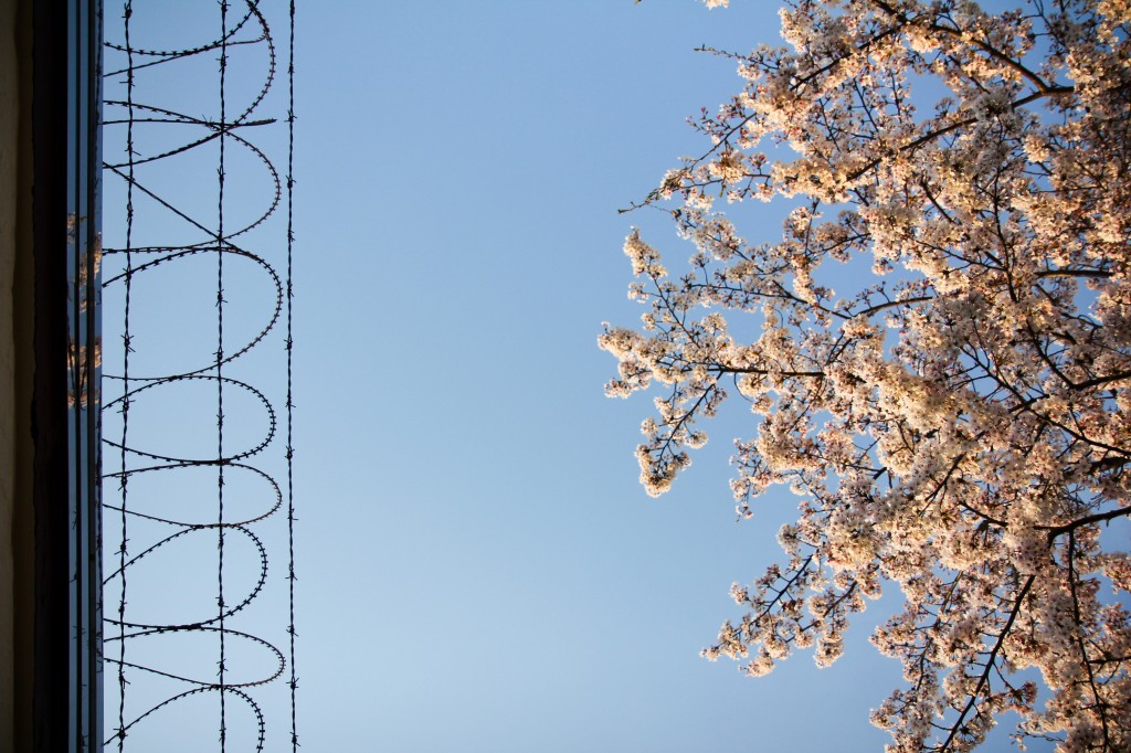 "Spring at the Naval Base" by Andrew Cheng. Taken in Jinhae.